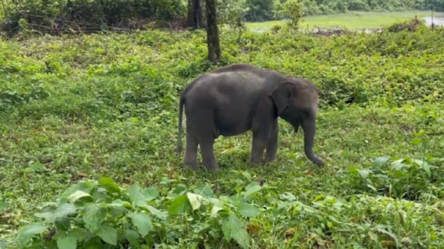वायरल वीडियो में हाथी का बच्चा सही घास चुनने की कला सीखता है।  बहुत प्यारा, इंटरनेट कहता है