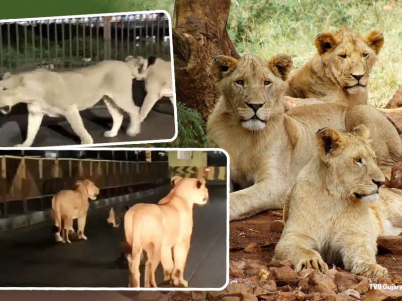 Lions.jpg, गुजरात की सड़कों पर रात में घूमते हैं शेरों का परिवार, देखें वायरल वीडियो