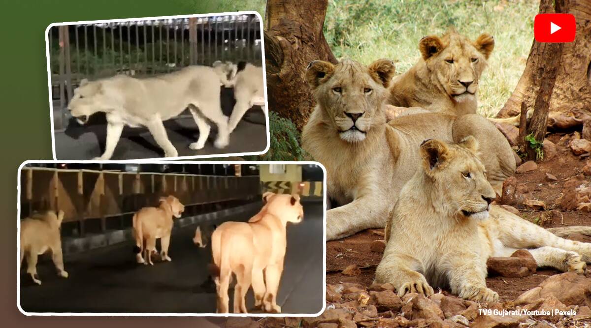 Lions.jpg, गुजरात की सड़कों पर रात में घूमते हैं शेरों का परिवार, देखें वायरल वीडियो