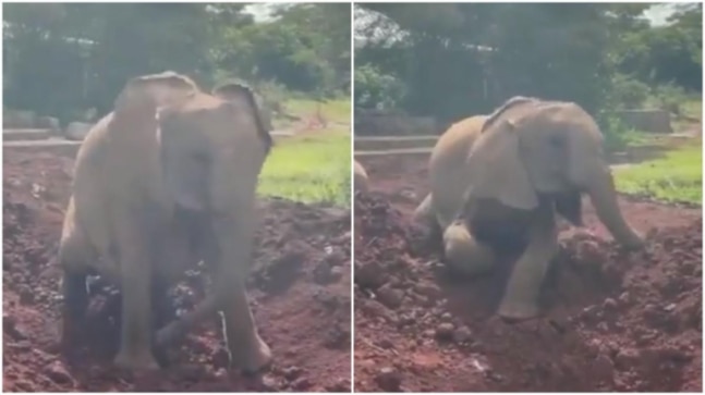 क्यूट वायरल वीडियो में बेबी हाथी को धूल से स्नान करने में मजा आता है।  घड़ी