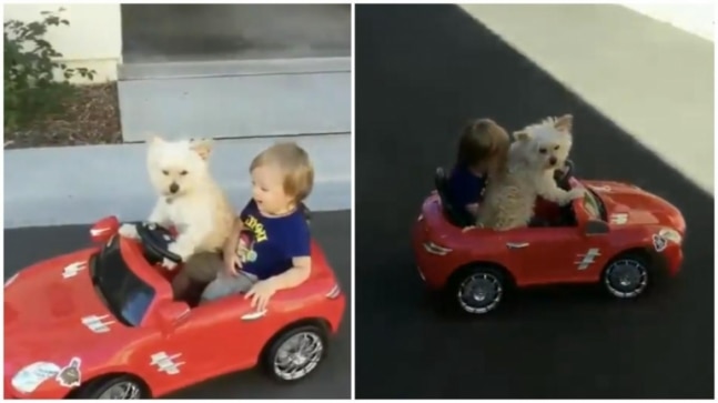 पालतू कुत्ता खिलौना कार में अपने छोटे से हूमन को चलाता है।  मनमोहक वायरल वीडियो