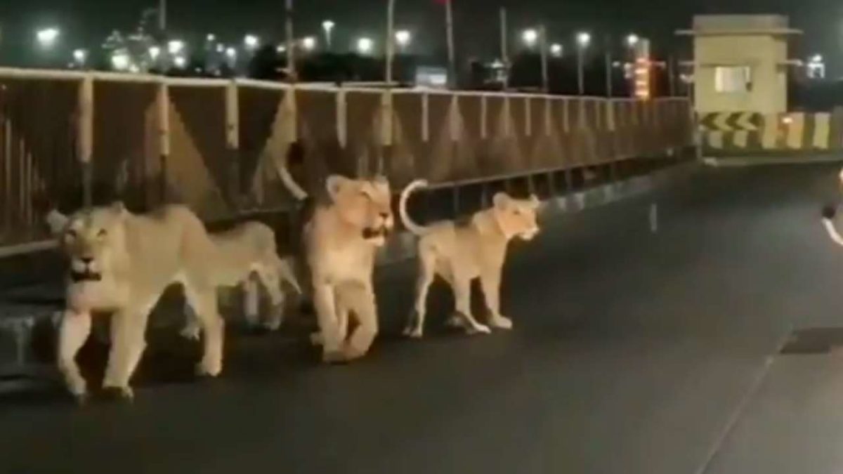 Viral video: Family of lions spotted walking on road in Gujarat - WATCH