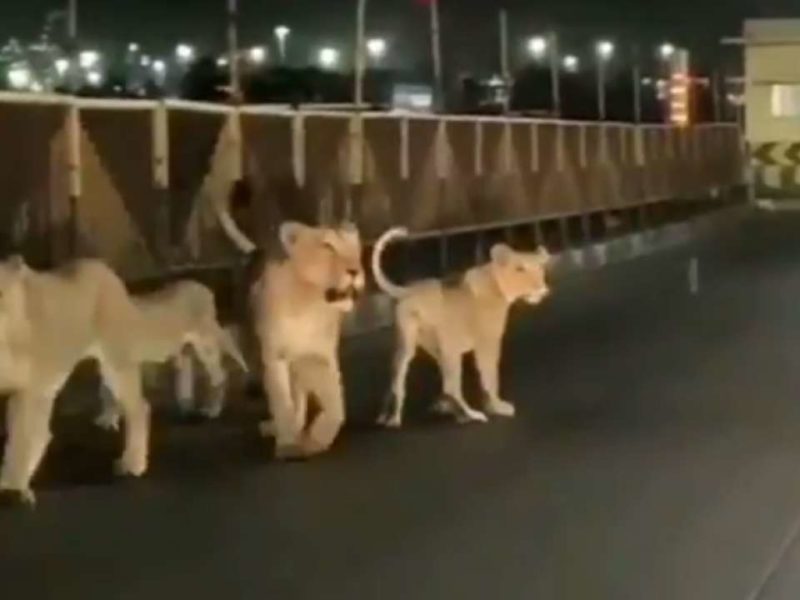 Viral video: Family of lions spotted walking on road in Gujarat - WATCH