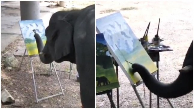 वायरल वीडियो में हाथी अपनी सूंड का इस्तेमाल कैनवास पर पेंट करने के लिए करता है।  यह जानवरों पर अत्याचार है, इंटरनेट कहता है