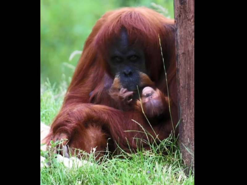 सुमात्रा ऑरंगुटन माँ अपने नवजात शिशु को धीरे से पालती है।  वायरल वीडियो देखें |  रुझान