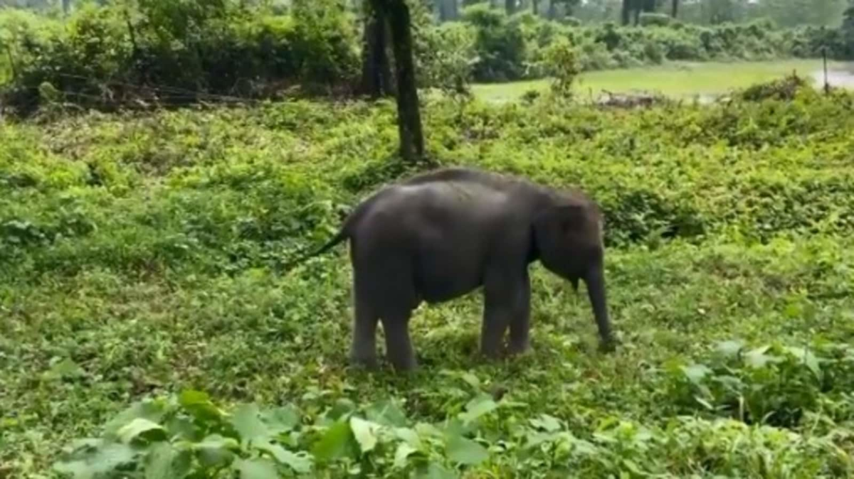 हाथी खाने के लिए सही घास चुनने की कला सीखता है।  वायरल वीडियो देखें |  रुझान