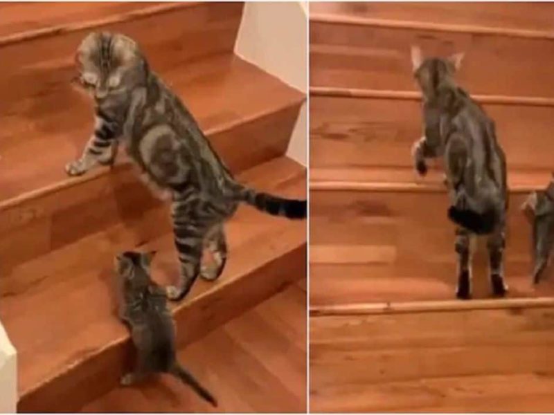 Viral Video: Cute Cat Teaches Her Little Kitten How To Climb Stairs