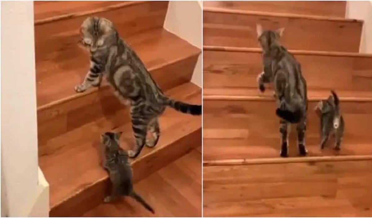 Viral Video: Cute Cat Teaches Her Little Kitten How To Climb Stairs