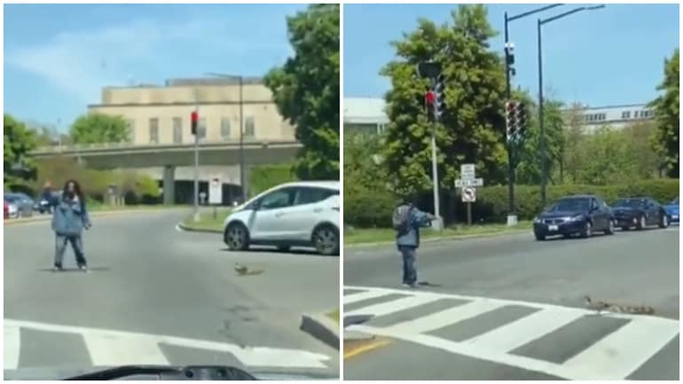 वायरल वीडियो में आदमी बत्तखों और उनकी मां को व्यस्त सड़क पार करने में मदद करता है।  (तस्वीरें: ट्विटर) 