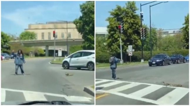 वायरल वीडियो में आदमी बत्तखों और उनकी मां को व्यस्त सड़क पार करने में मदद करता है।  भगवान उसे आशीर्वाद दें, ट्विटर कहते हैं