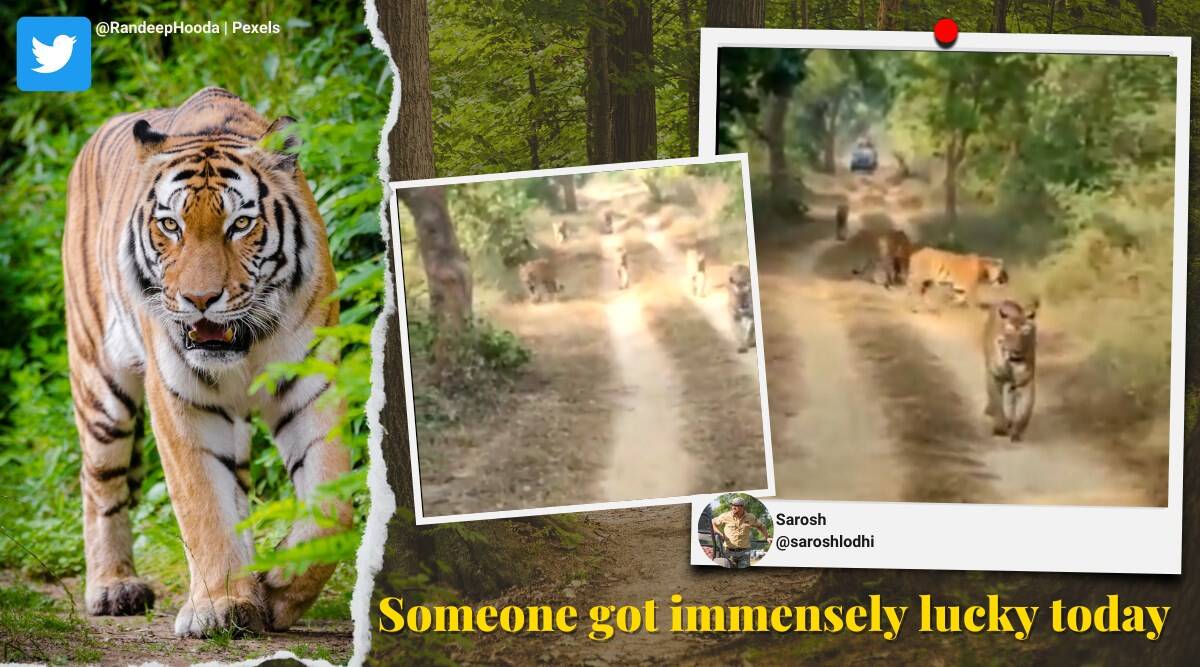 six-tigers-video-randeep-hooda.jpg, रणदीप हुड्डा ने महाराष्ट्र के जंगल में एक साथ घूमते हुए छह बाघों की \\\\\\\'अविश्वसनीय\\\\\\\' क्लिप साझा की