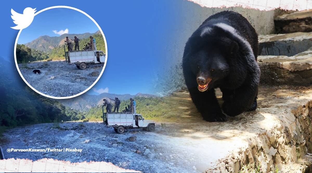Himalayan-black-bear-runs-into-wilderness.jpg