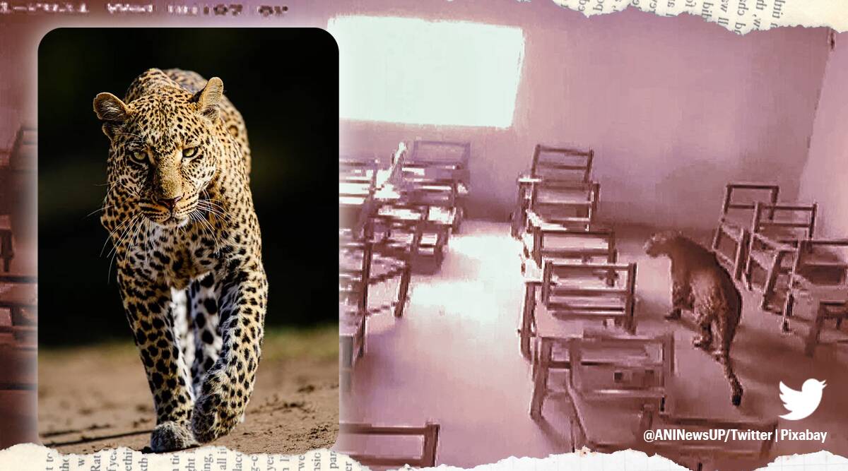 aligarh-leopard.jpg, देखें: अलीगढ़ कॉलेज में घुसा तेंदुआ, छात्र पर हमला;  बाद में बचाया गया